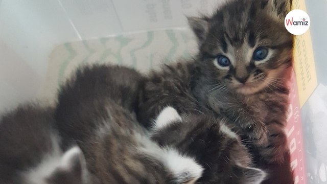 Meuse : 5 chatons découverts enfermés dans une boîte à tabac et déposés au bord d'un ruisseau