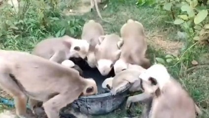 सारण: गर्मी में इस शिक्षक ने सैकड़ो बंदरों के लिए पानी का किया व्यवस्था, हो रही सराहना