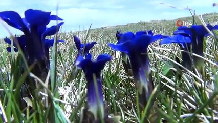La neige a fondu, les derniers perce-neige de l'année ont fleuri
