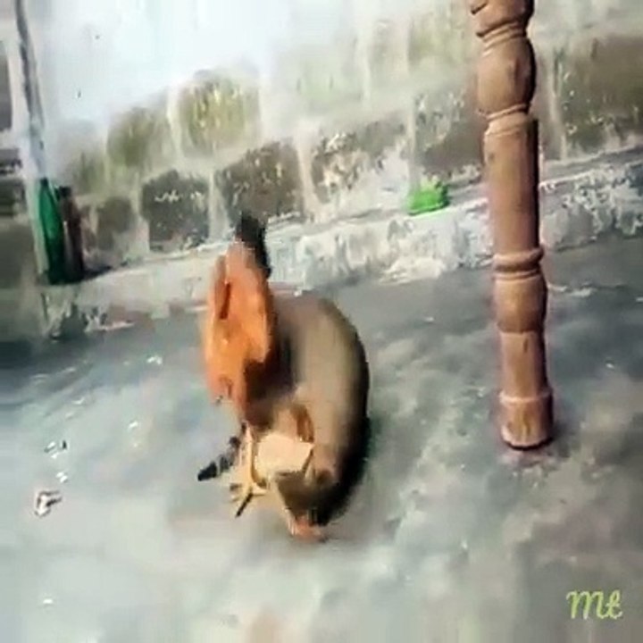 Cat & Chicken Fight