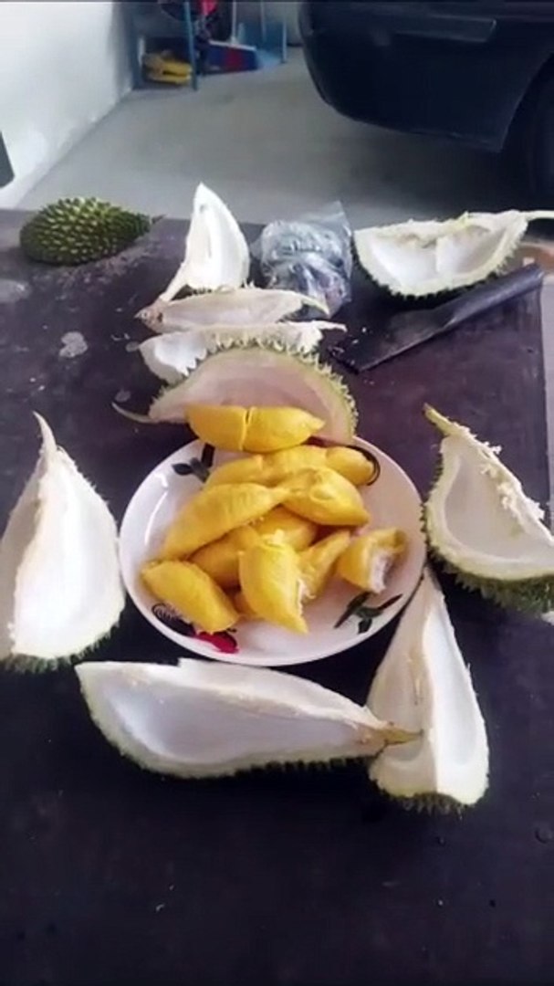 泰国  禁  进口大马榴梿       各州上树割榴梿喊停