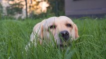 Mythbusting Your Dog’s Desire to Eat Grass