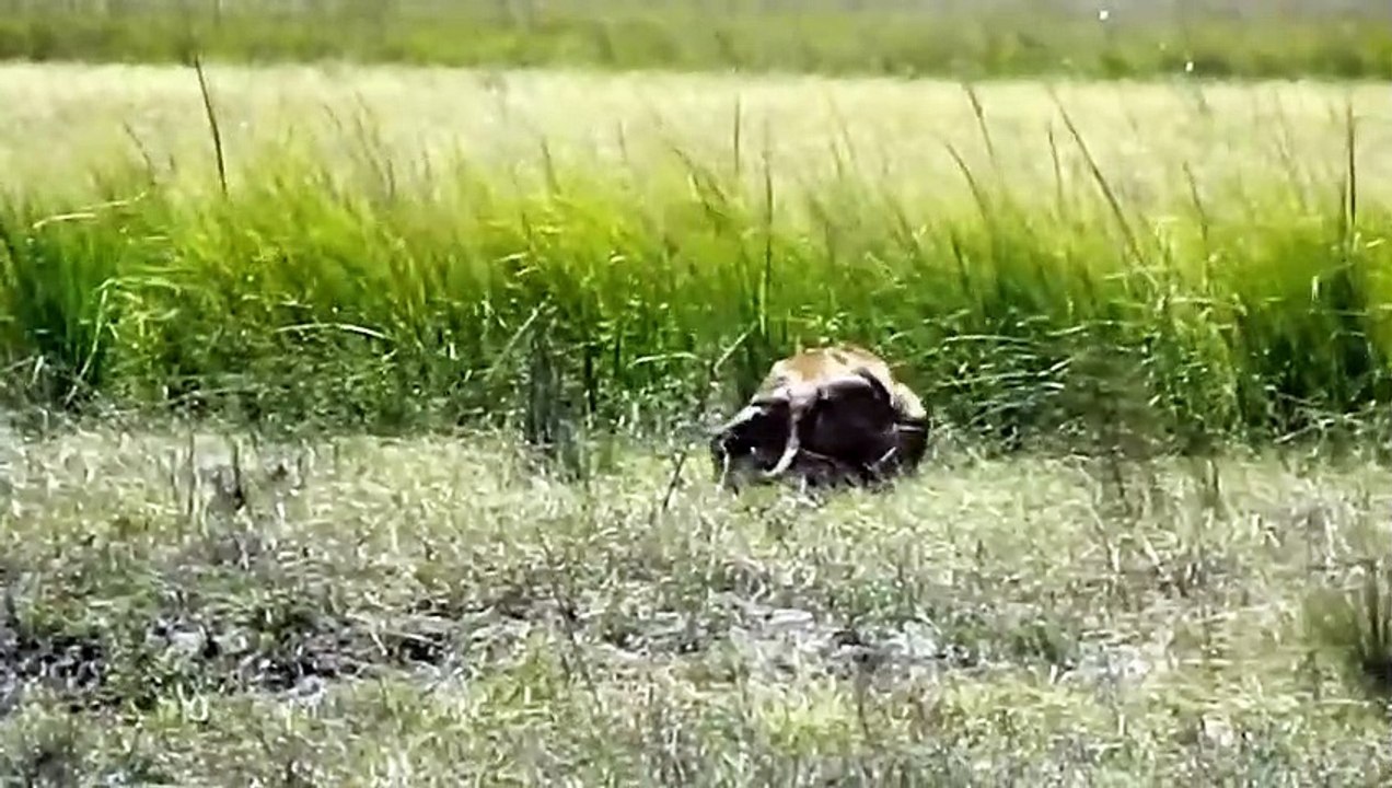 Let_s Explore the Animal Planet_ Lions vs Warthog _ Warthog Fight Lion To Save Another Warthog