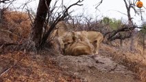 Lions Play Tug of War with Warthog Trying to Escape