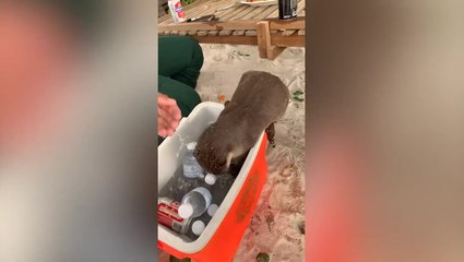 Cheeky wild sea otter jumps inside beer cooler in search for food