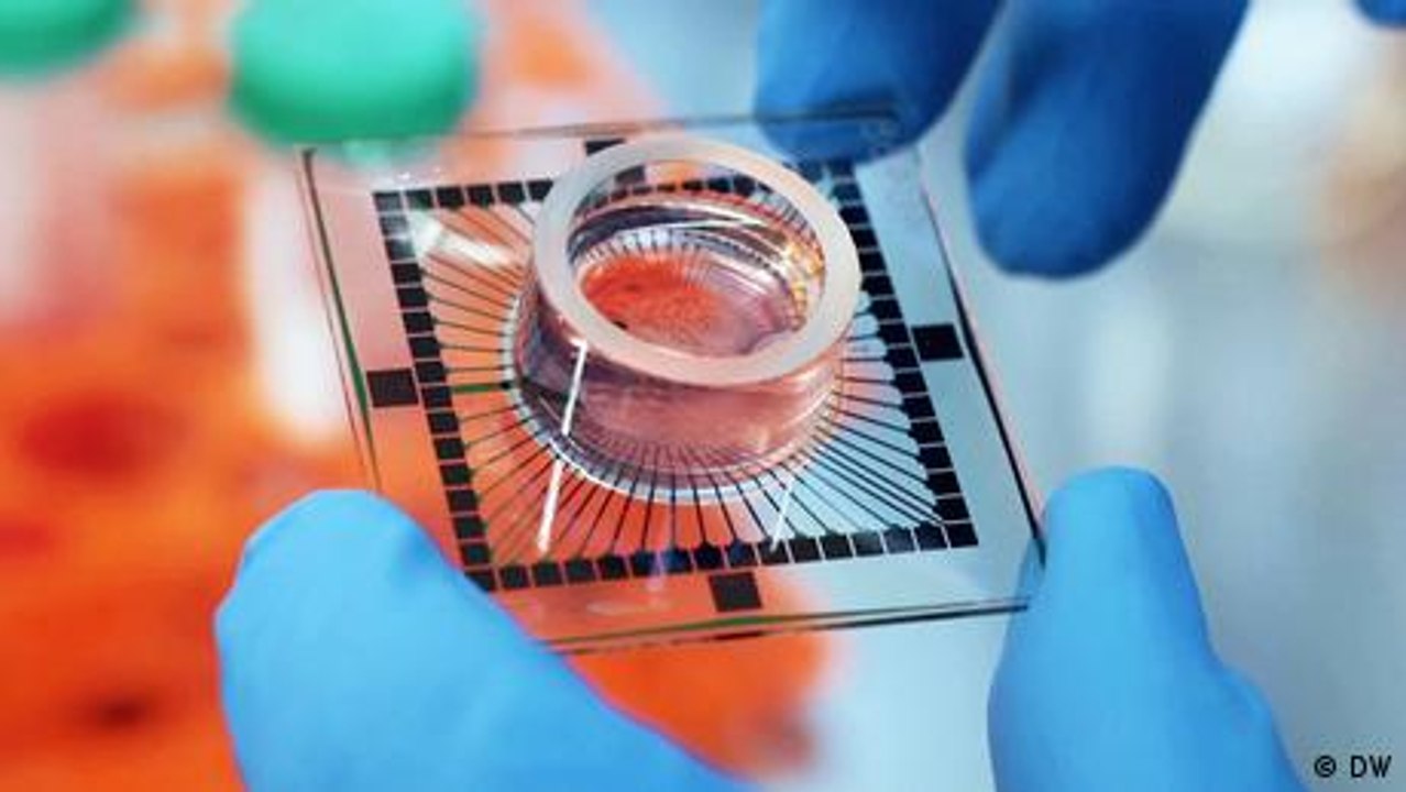 KI-Chips: Besser dank menschlicher Gehirnzellen