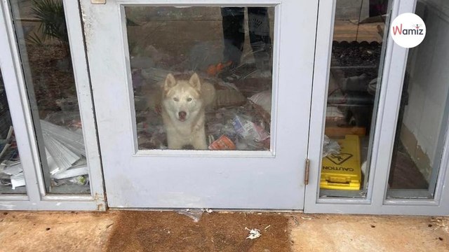 Un chien arrive lors de la fermeture du refuge : le lendemain, les bénévoles ont la surprise de leur vie