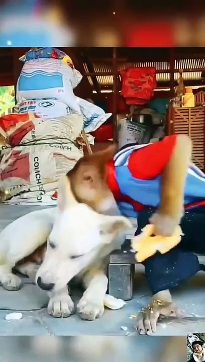 Monkey Funny Video 