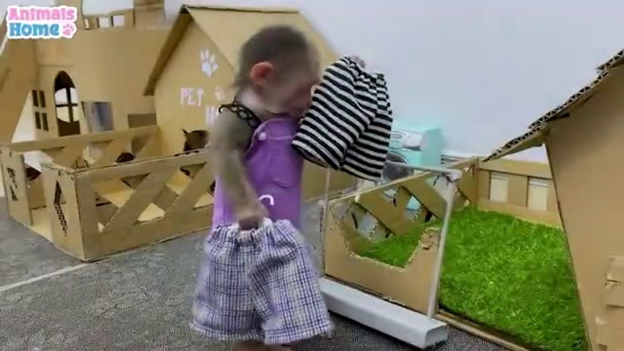 The_parrot_playfully_teases_BiBi(360p)