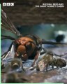 Two degrees Celsius makes all the difference    These Japanese wild bees have spent millions of years living with the enemy, allowing them to develop this extraordinary survival strategy.