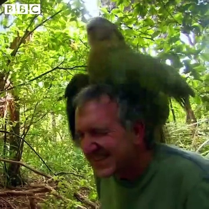 Meet this rather randy parrot... 