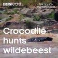 Crossing a river presents many dangers for the young wildebeests, especially when a crocodile attacks.