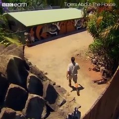 New born tiger cubs are doing well, but need to be hand-raised by the zoo!