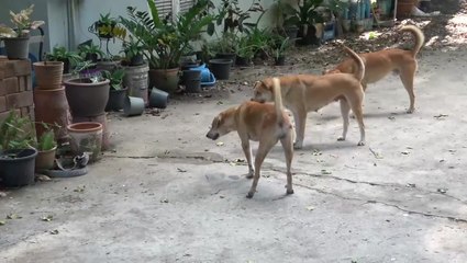Hero pet dogs corner 10ft long rat snake in owner’s garden