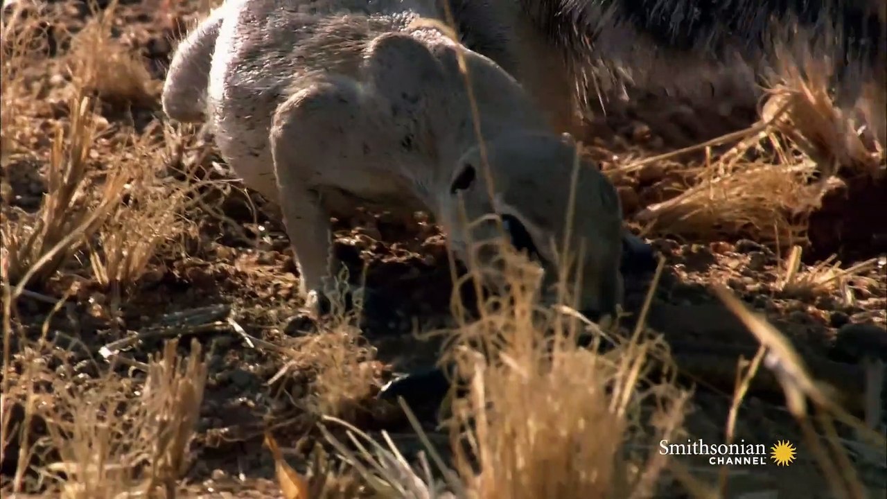 Mongoose Vs. Cobra _ Smithsonian Channel