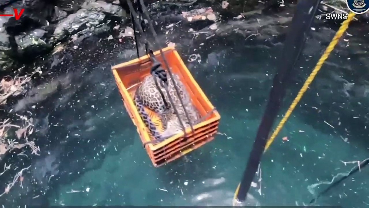 Watch Young Leopard Rescued After Falling 80 Feet into a Well - video ...