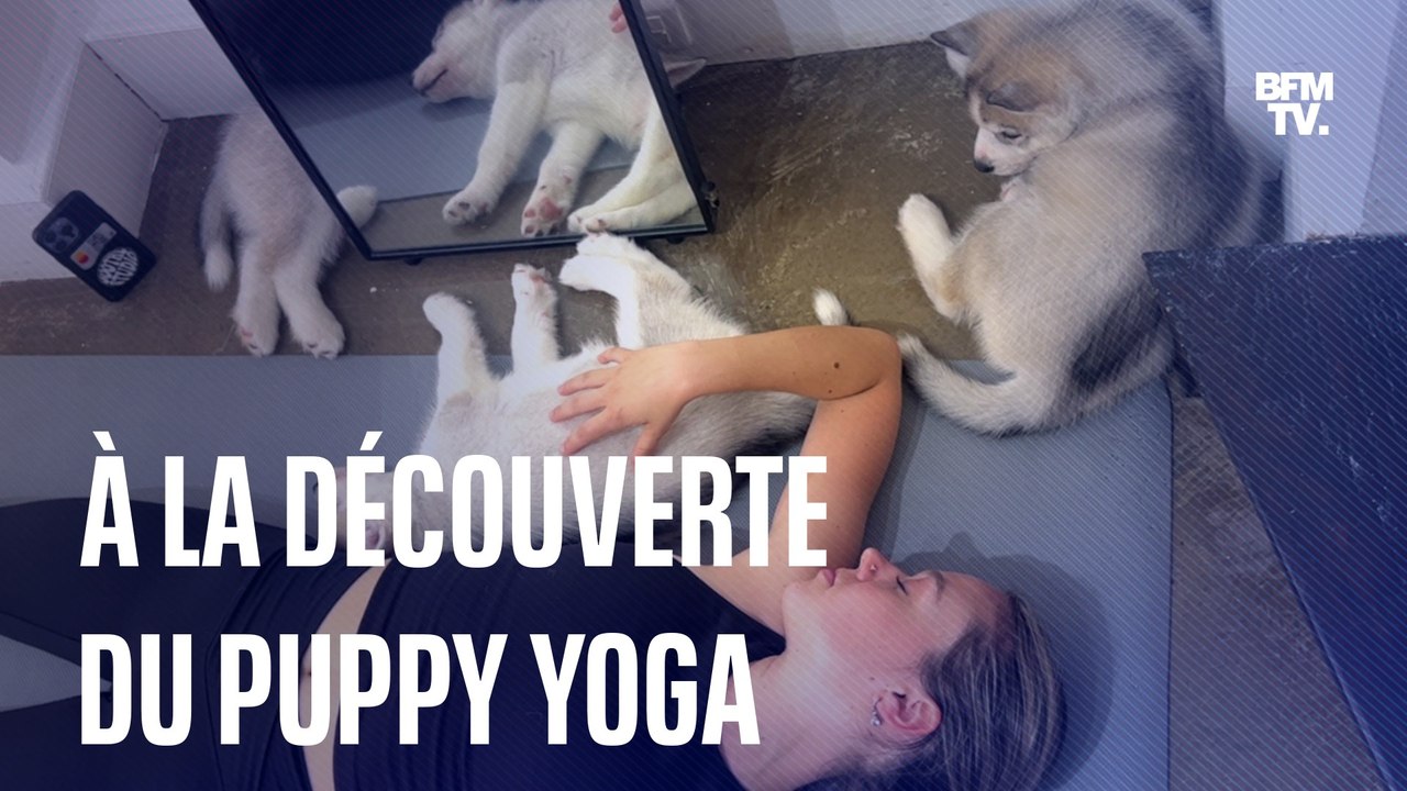 Le puppy yoga, une pratique de relaxation avec des chiots
