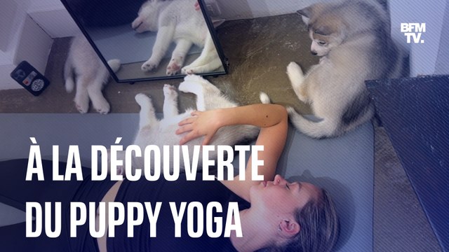 Le puppy yoga, une pratique de relaxation avec des chiots