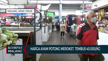 Download Video: Terus Meroket, Harga Ayam Potong Tembus Rp 40 Ribu Per Kilogram