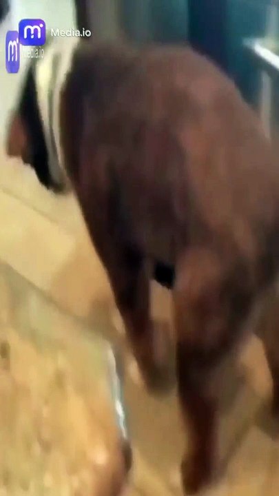 ضحكات هستيرية مع الحيوانات الأليفة انغمس في عالم الضحك مع قطط وكلاب مضحكة بشكل لا يُصدق!