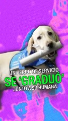Un perro de servicio se graduó junto a su humana