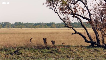 Cheetah Takes on Dangerously Large Prey _ Dynasties II _ BBC Earth