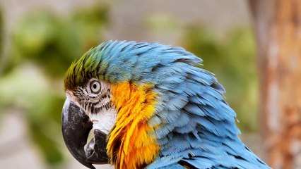 blue and gold macaw