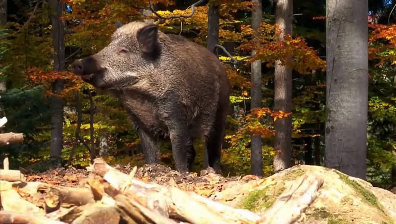 29Wild Boar vs Warthog +Anaconda vs Python winner video Dailymotion