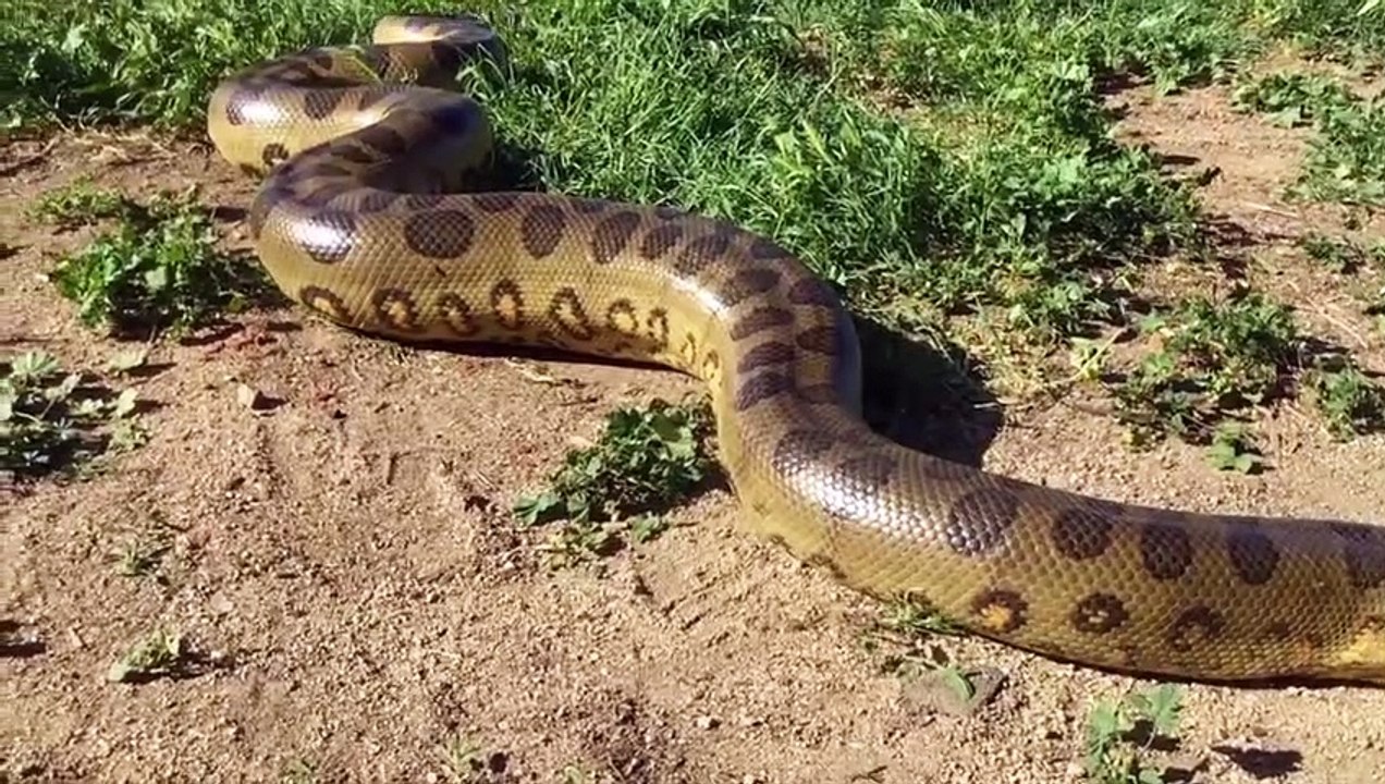 28Anaconda vs Python +Beaver vs Porcupine winner - video Dailymotion