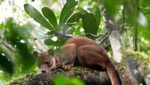 21Fossa vs African Civet   +Ostrich vs Cassowary winner