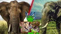 19African Elephant vs Asian Elephant   + Serval vs Ocelot winner