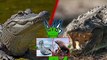 17Alligator vs Crocodile   + Leopard Seal vs Steller Sea Lion winner