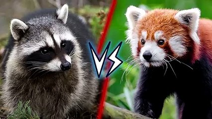 14Raccoon vs Red Panda   + Dog vs Cat winner