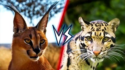 11Caracal vs Clouded Leopard   +Dingo vs African Wild Dog winner