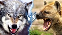 4Grey Wolf vs Spotted Hyena   + Grizzly vs Polar Bear winner