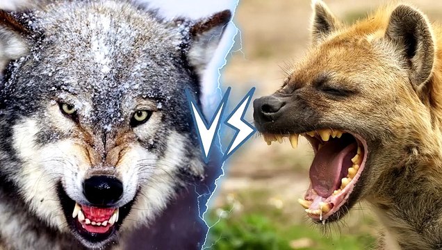 4Grey Wolf vs Spotted Hyena + Grizzly vs Polar Bear winner