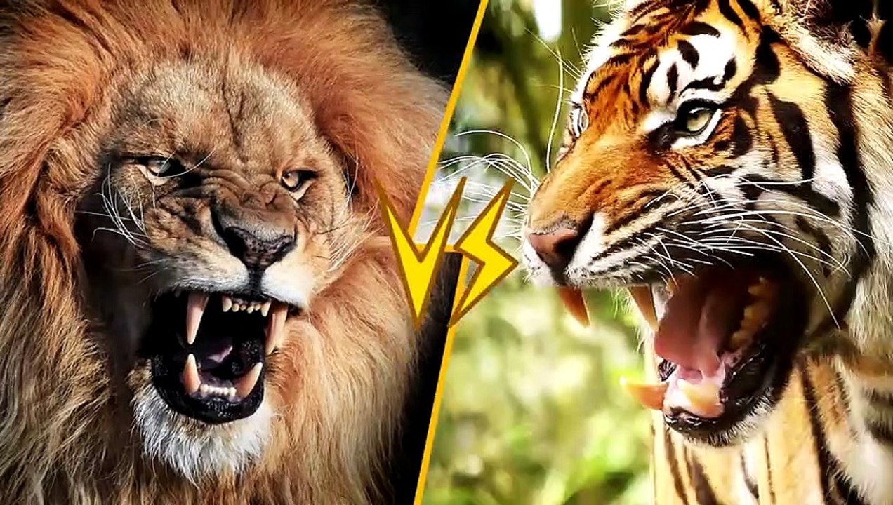 1Lion Vs Tiger   ANIMAL BATTLE