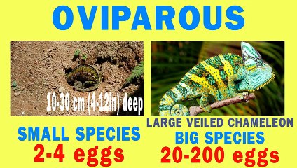 Chameleon - the Truth revealed