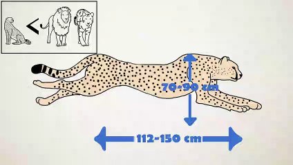 Cheetah - The Fastest Animal On Land