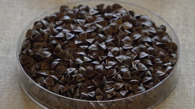 날씨 변덕 강하고 수확 많은 '양절' 메밀 인기 / YTN