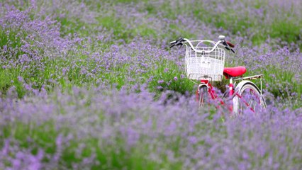[영상] 초여름 보랏빛 유혹...국내 최대 규모 정읍 라벤더 농원 / YTN