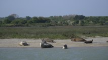 Kent Wildlife Trust warns of human harm to wild seals