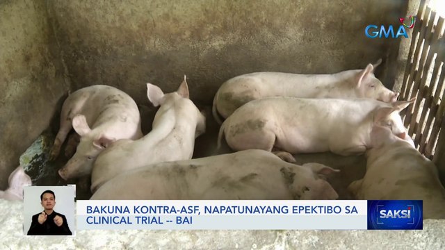 Bakuna kontra-ASF, napatunayang epektibo sa clinical trial — BAI | Saksi