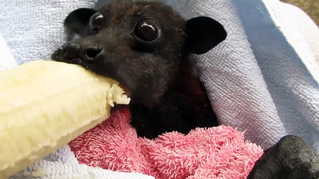 'He's Cranky' Rescued Bat Enjoys Banana video Dailymotion