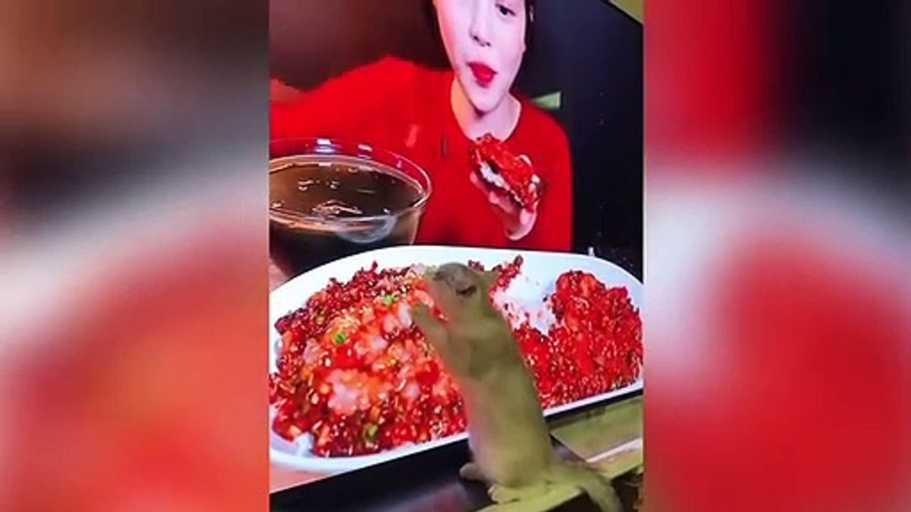 Unglaubliche Tiermomente, Die Von Der Kamera Festgehalten Wurden!