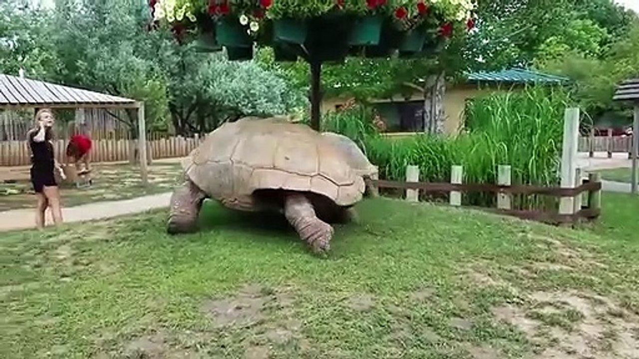 Die 10 Größten Lebenden Tiere Der Welt!