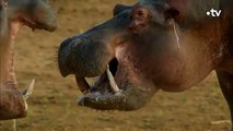 Jeune hippopotame VS mâle dominant - ZAPPING SAUVAGE