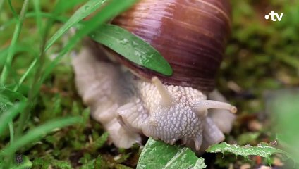 Record  les préliminaires des escargots peuvent durer 12h - ZAPPING SAUVAGE
