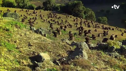 Singe-roi et frères ennemis, le pouvoir à tout prix - ZAPPING SAUVAGE