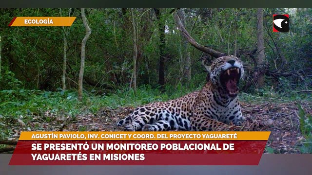 Se presentó un monitoreo poblacional de yaguaretés en Misiones
